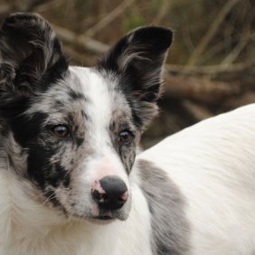 Australian Koolie informacija, nuotraukos, charakteris, šunų vardai, šuniuko kaina, hipoalerginis: ne