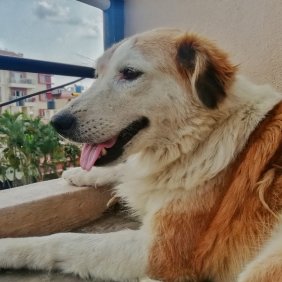 Aidis atlaso aviganis informacija, nuotraukos, charakteris, šunų vardai, šuniuko kaina, hipoalerginis: ne