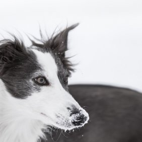 Silken Windhound informacija, nuotraukos, charakteris, šunų vardai, šuniuko kaina, hipoalerginis: ne