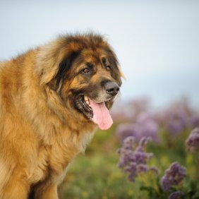 Leonbergeris informacija, nuotraukos, charakteris, šunų vardai, šuniuko kaina, hipoalerginis: ne