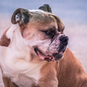 Australijos buldogas informacija, nuotraukos, charakteris, šunų vardai, šuniuko kaina, hipoalerginis: ne