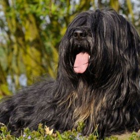Portugalų aviganis informacija, nuotraukos, charakteris, šunų vardai, šuniuko kaina, hipoalerginis: ne