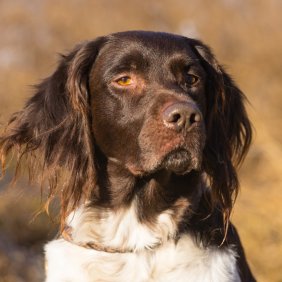 Vokiečių mažasis spanielis (mažasis miunsterlenderis) informacija, nuotraukos, charakteris, šunų vardai, šuniuko kaina, hipoalerginis: ne