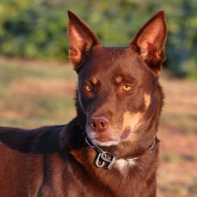 Australų kelpis informacija, nuotraukos, charakteris, šunų vardai, šuniuko kaina, hipoalerginis: ne