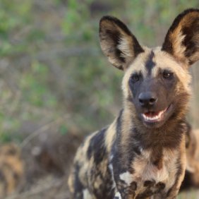 Afrikos hieninis šuo informacija, nuotraukos, charakteris, šunų vardai, šuniuko kaina, hipoalerginis: ne