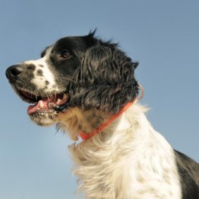 Prancūzų spanielis informacija, nuotraukos, charakteris, šunų vardai, šuniuko kaina, hipoalerginis: ne