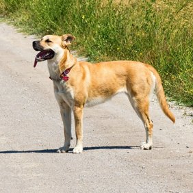 Blackmouth Cur informacija, nuotraukos, charakteris, šunų vardai, šuniuko kaina, hipoalerginis: ne