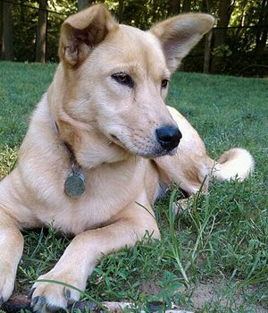 Karolinos šuo - nuotrauka