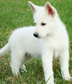 Baltasis amerikos aviganis - šuniukas