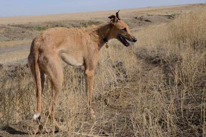 American Staghound - nuotrauka